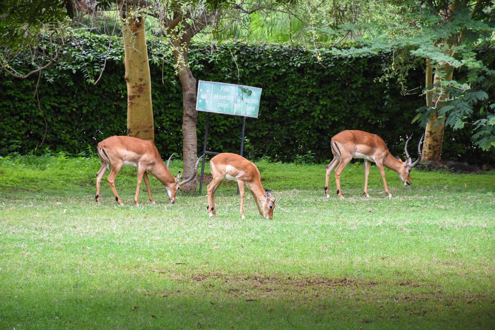 Lukenya Getaway Otel Athi River Dış mekan fotoğraf